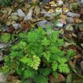 feverfew